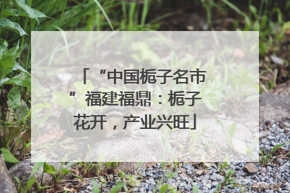 “中国栀子名市”福建福鼎：栀子花开，产业兴旺