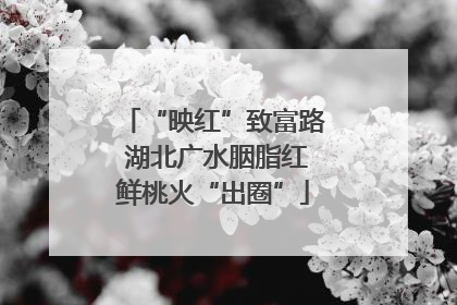 “映红”致富路 湖北广水胭脂红鲜桃火“出圈”