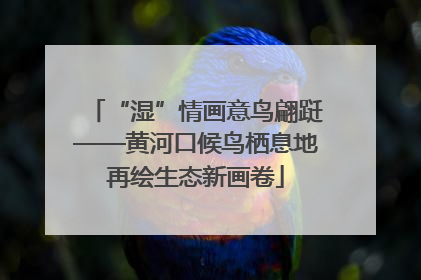 “湿”情画意鸟翩跹——黄河口候鸟栖息地再绘生态新画卷