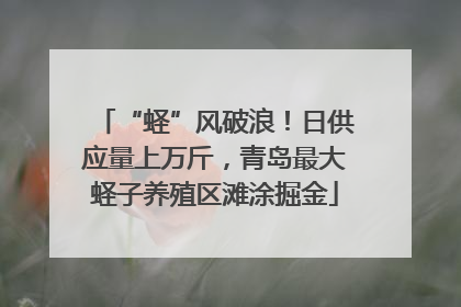 “蛏”风破浪！日供应量上万斤，青岛最大蛏子养殖区滩涂掘金