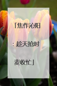 焦作沁阳：趁天抢时麦收忙