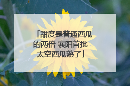 甜度是普通西瓜的两倍 襄阳首批太空西瓜熟了
