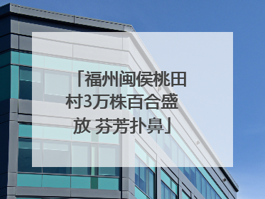 福州闽侯桃田村3万株百合盛放 芬芳扑鼻