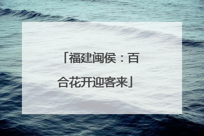 福建闽侯：百合花开迎客来