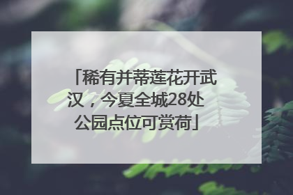 稀有并蒂莲花开武汉，今夏全城28处公园点位可赏荷