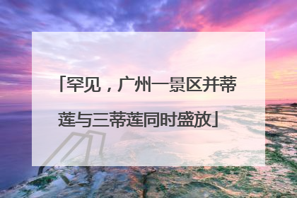 罕见，广州一景区并蒂莲与三蒂莲同时盛放