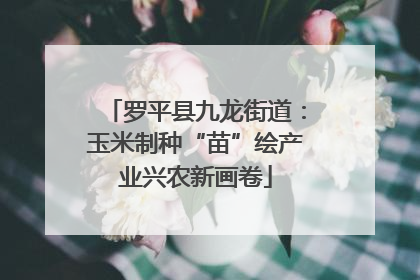 罗平县九龙街道：玉米制种“苗”绘产业兴农新画卷