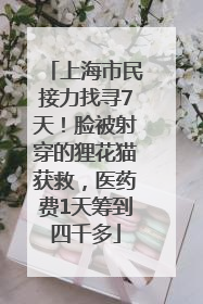 上海市民接力找寻7天！脸被射穿的狸花猫获救，医药费1天筹到四千多