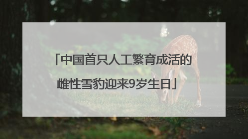 中国首只人工繁育成活的雌性雪豹迎来9岁生日