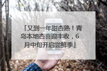 又到一年甜杏熟！青岛本地杏喜迎丰收，6月中旬开启尝鲜季