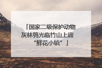 国家二级保护动物灰林鸮光临竹山上庸“鲜花小镇”