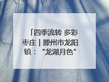 四季流转 多彩枣庄｜滕州市龙阳镇：“龙湖月色”向日葵花海 绘就乡村振兴新画卷