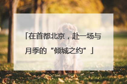 在首都北京，赴一场与月季的“倾城之约”