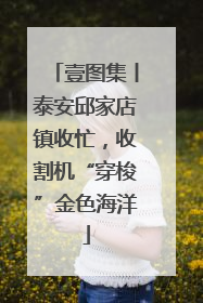 壹图集丨泰安邱家店镇收忙，收割机“穿梭”金色海洋