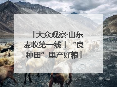大众观察·山东麦收第一线丨“良种田”里产好粮