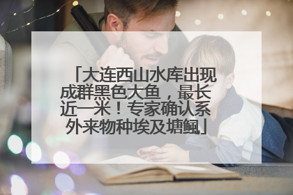 大连西山水库出现成群黑色大鱼，最长近一米！专家确认系外来物种埃及塘鲺