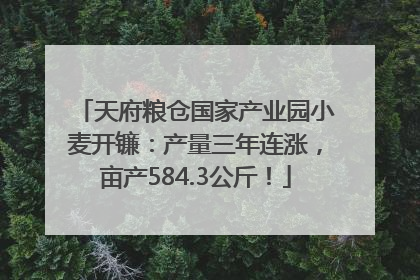 天府粮仓国家产业园小麦开镰：产量三年连涨，亩产584.3公斤！