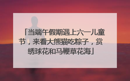 当端午假期遇上六一儿童节，来看大熊猫吃粽子，赏绣球花和马鞭草花海