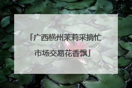 广西横州茉莉采摘忙 市场交易花香飘