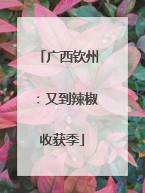 广西钦州：又到辣椒收获季