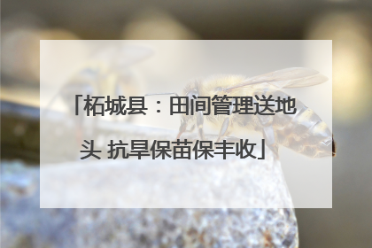 柘城县：田间管理送地头 抗旱保苗保丰收