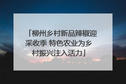 柳州乡村新品辣椒迎采收季 特色农业为乡村振兴注入活力