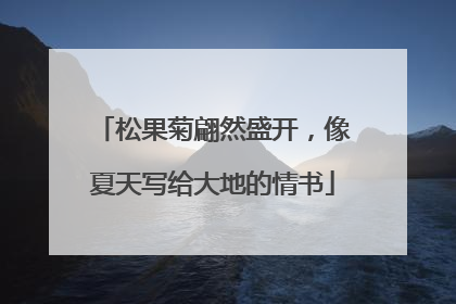 松果菊翩然盛开，像夏天写给大地的情书