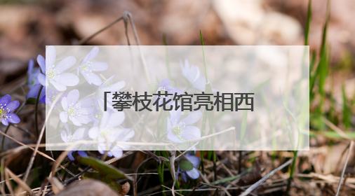 攀枝花馆亮相西博会！“豹局长”带你体验“暖暖花城”独特魅力｜西博视界