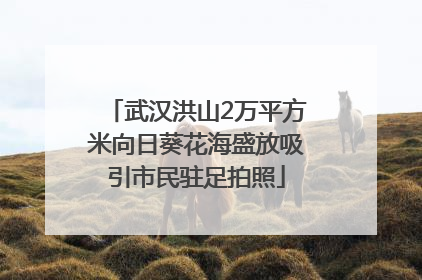 武汉洪山2万平方米向日葵花海盛放吸引市民驻足拍照