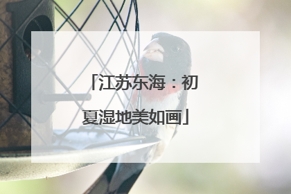 江苏东海：初夏湿地美如画