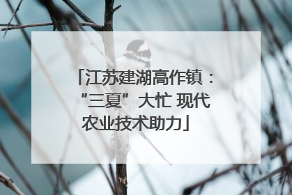 江苏建湖高作镇：“三夏”大忙 现代农业技术助力