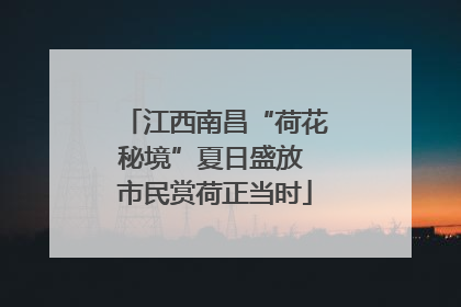江西南昌“荷花秘境”夏日盛放 市民赏荷正当时