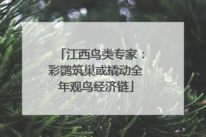 江西鸟类专家：彩鹮筑巢或撬动全年观鸟经济链