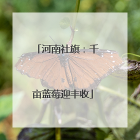 河南社旗：千亩蓝莓迎丰收