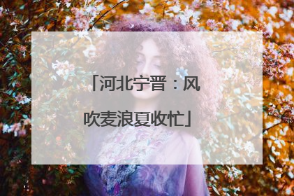 河北宁晋：风吹麦浪夏收忙