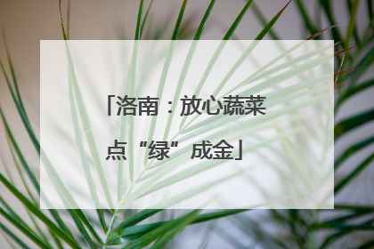 洛南：放心蔬菜点“绿”成金