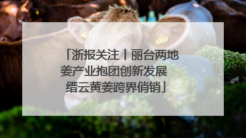 浙报关注丨丽台两地姜产业抱团创新发展 缙云黄姜跨界俏销