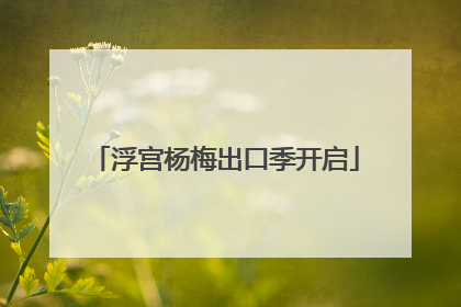 浮宫杨梅出口季开启