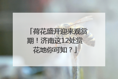 荷花盛开迎来观赏期！济南这12处赏花地你可知？