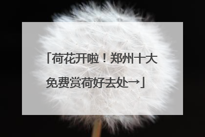 荷花开啦！郑州十大免费赏荷好去处→
