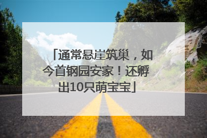 通常悬崖筑巢，如今首钢园安家！还孵出10只萌宝宝