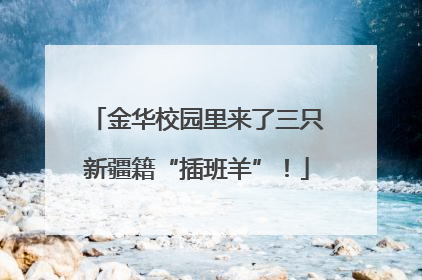 金华校园里来了三只新疆籍“插班羊”！