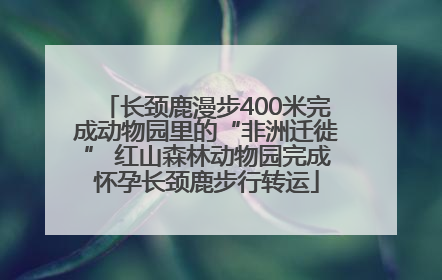 长颈鹿漫步400米完成动物园里的“非洲迁徙” 红山森林动物园完成怀孕长颈鹿步行转运