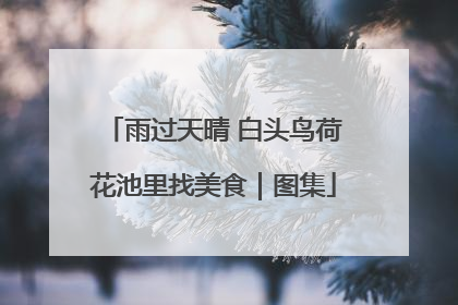 雨过天晴 白头鸟荷花池里找美食｜图集