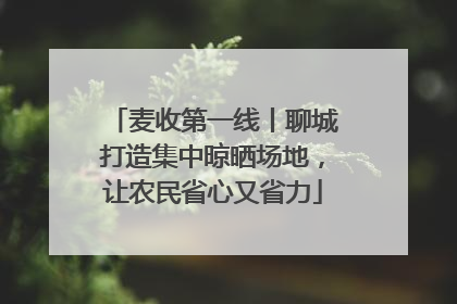 麦收第一线丨聊城打造集中晾晒场地，让农民省心又省力