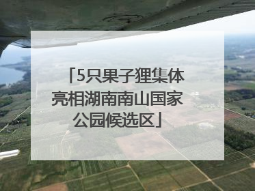 5只果子狸集体亮相湖南南山国家公园候选区