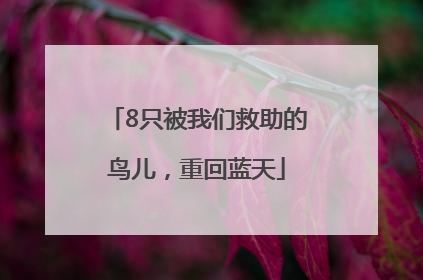 8只被我们救助的鸟儿，重回蓝天